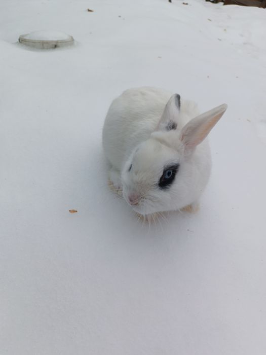 Продам декоративного кролика.