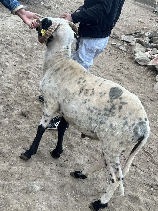 Vand berbec brez mior