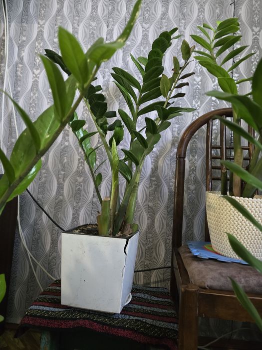 Замиокулькас продаю