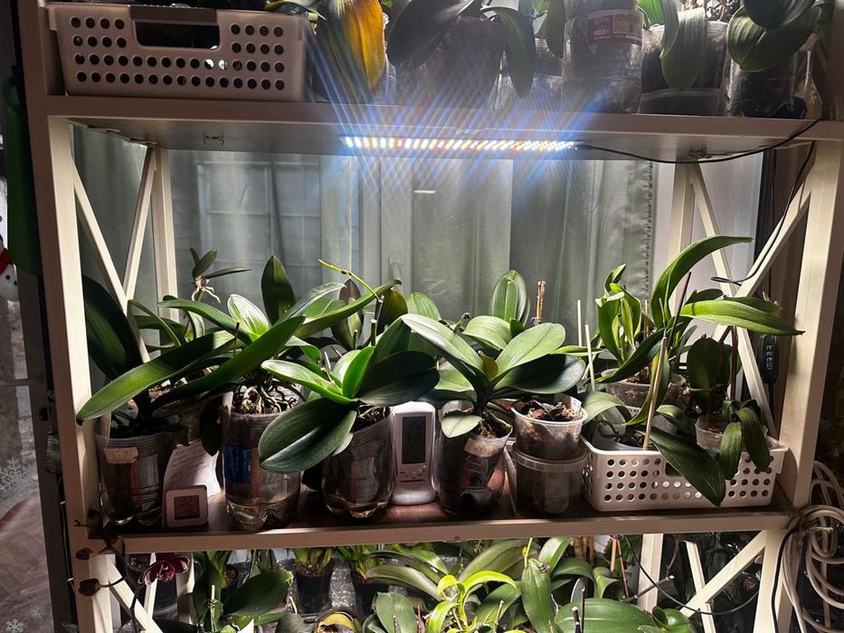 Продаю цветы  архидей