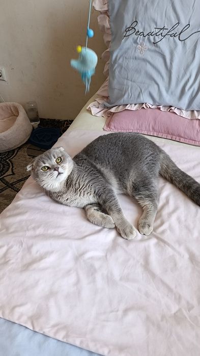 Mushuk " vyazka yani qoʻshishga "