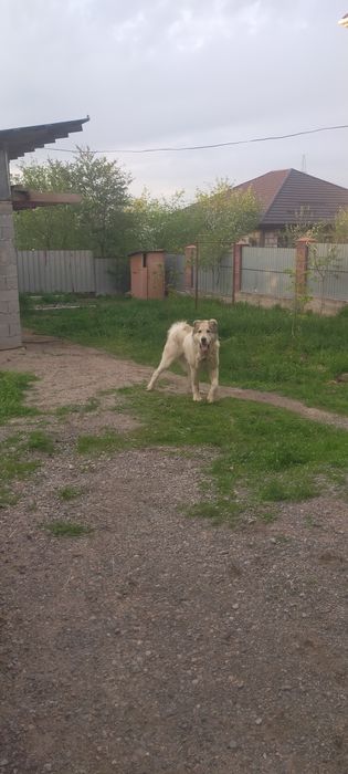 Продам кобеля алабай молодой два года