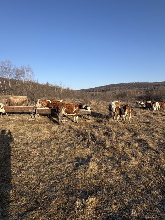 Vand vaci,vitele,taurasi