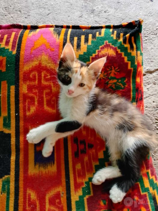Отдам в добрые руки котят