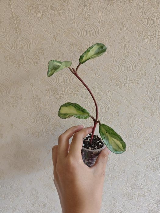 Хойа принцесса аргентея