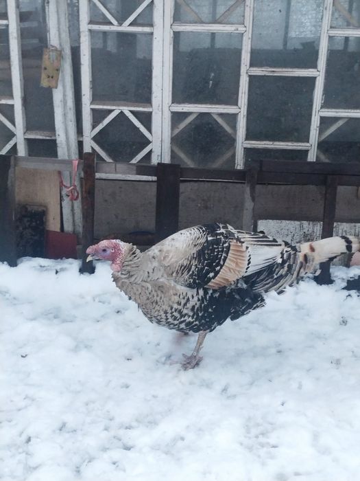 Продам индюка самца