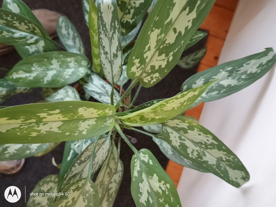 Драцена  и 2 бр.аглаонема, 70см красиви, добре отглеждани стайни цветя