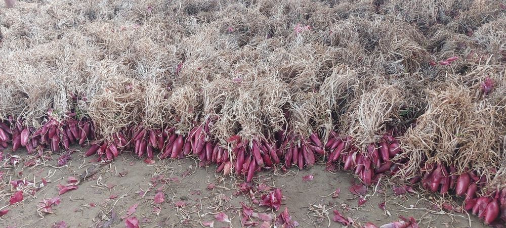 Ceapa rosie de apa de vanzare