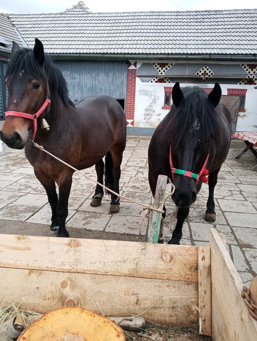 Cai de vânzare tineri