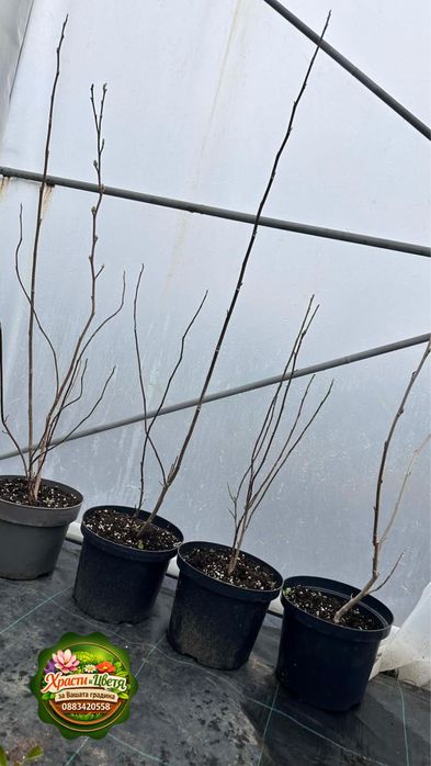 Магнолия 6 сорта