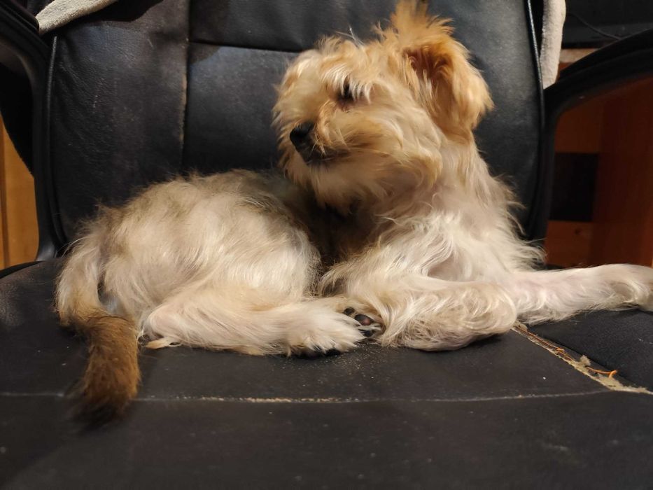 Йоркширски териер