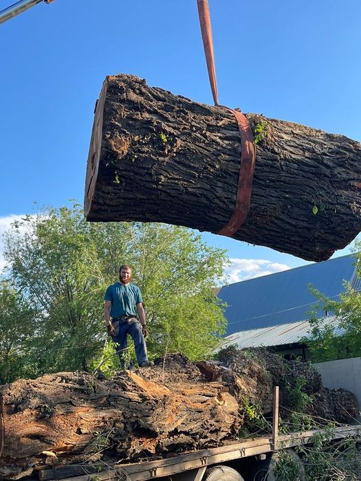 Спил вывоз выкарчёвка деревьев