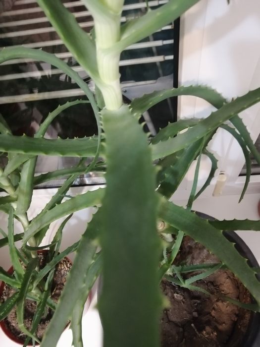 Алоэ столетник лечебное  4 года