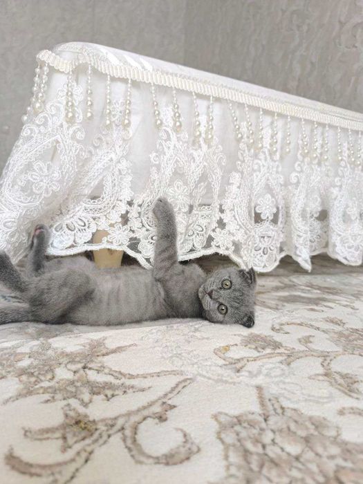 Продается котенок скотиш фолд