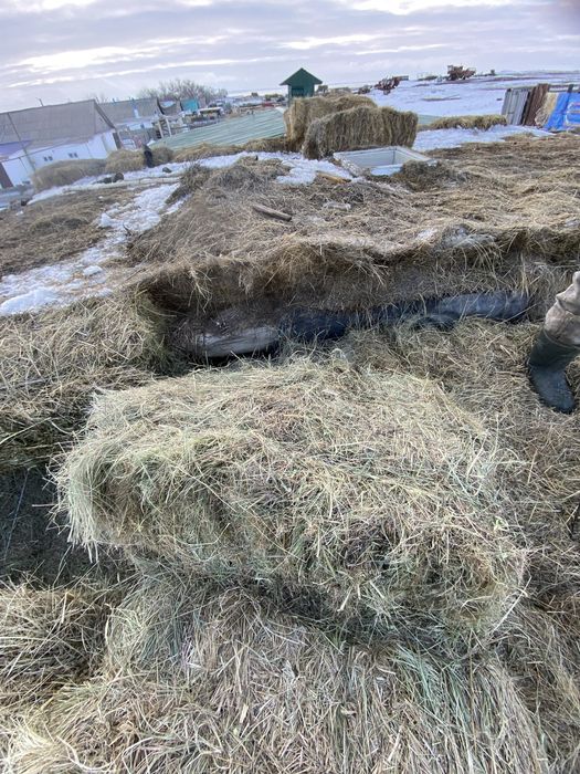 Көк шөп сатылады