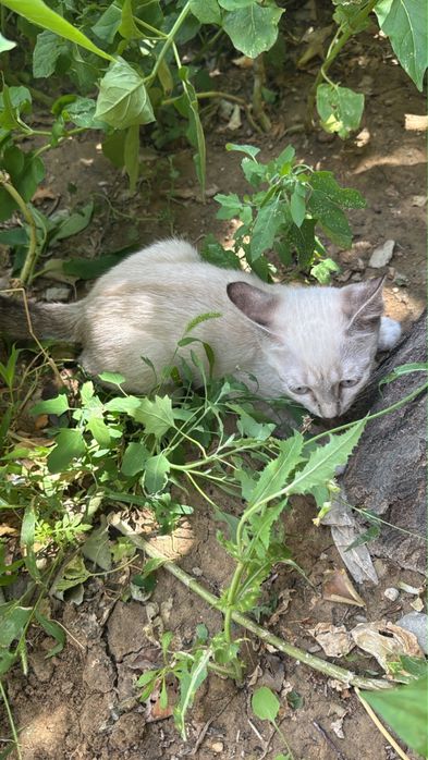 Сиамские Котята