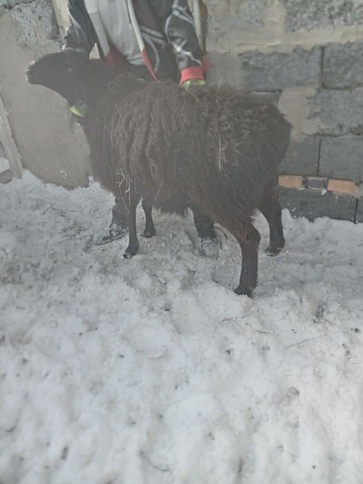 Продам барана, породы Гиссар
