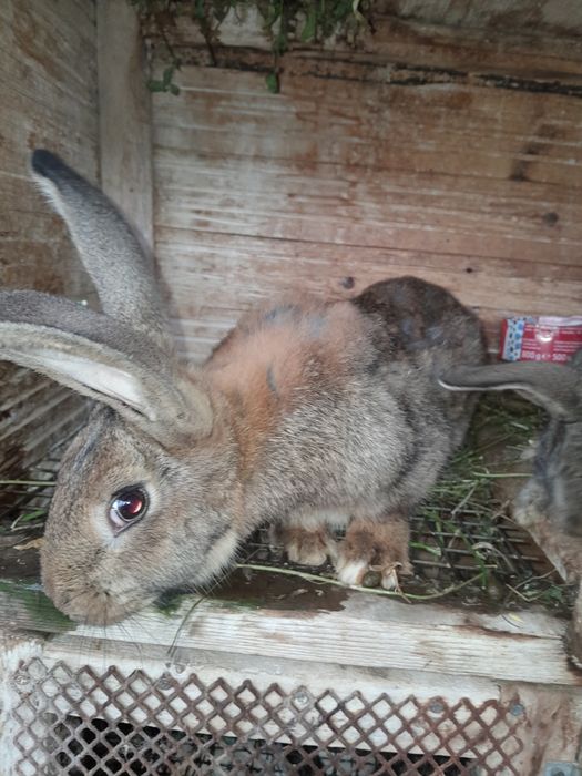 Vindem iepuri urias german, femele si masculi.