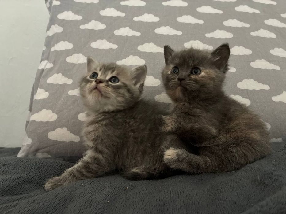 Британские котята