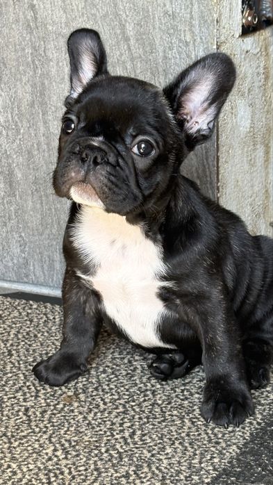 Pui Bulldog francez cu pedigree ( french bulldog )