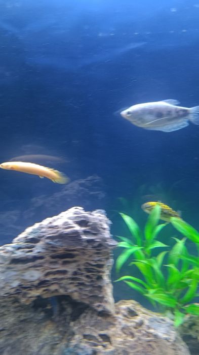 Аквариум 300л баликлари билан 600$