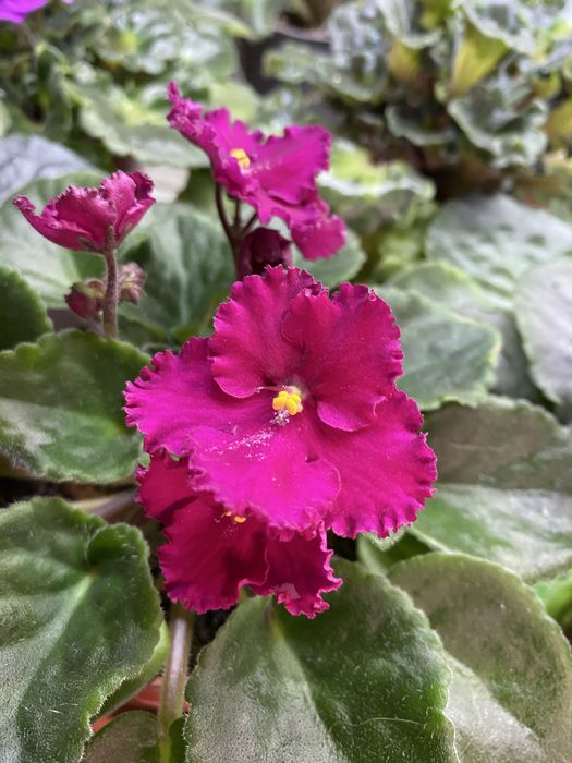 Фиалка махровая океан