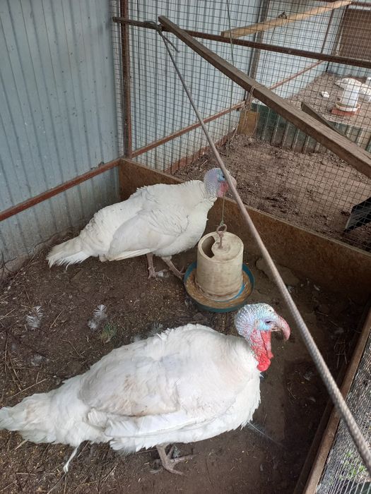 Продаются Индюки самцы