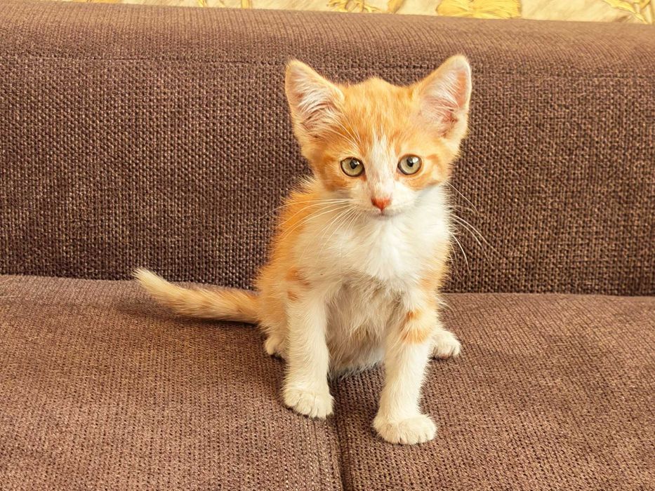 Подарявам котенца на 2 месеца + Пакет храна за 1 месец