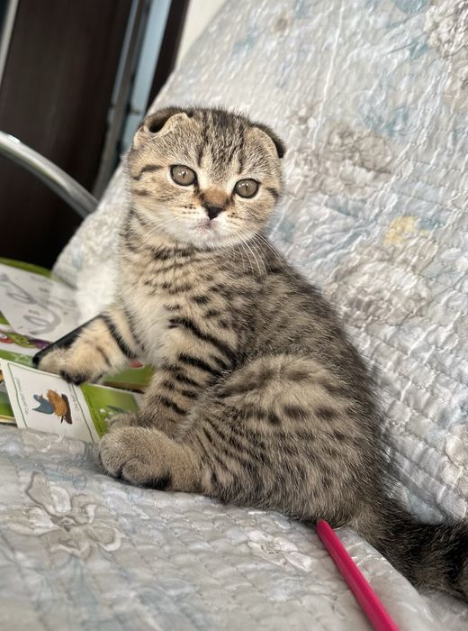 Шикарные котята