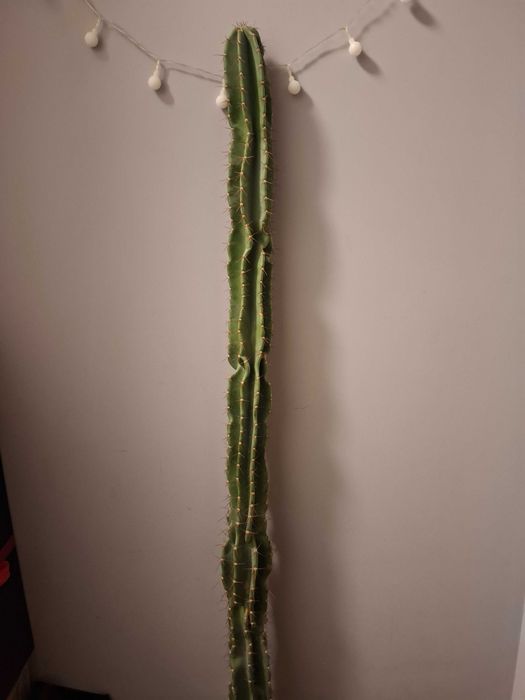 Красив и здрав кактус