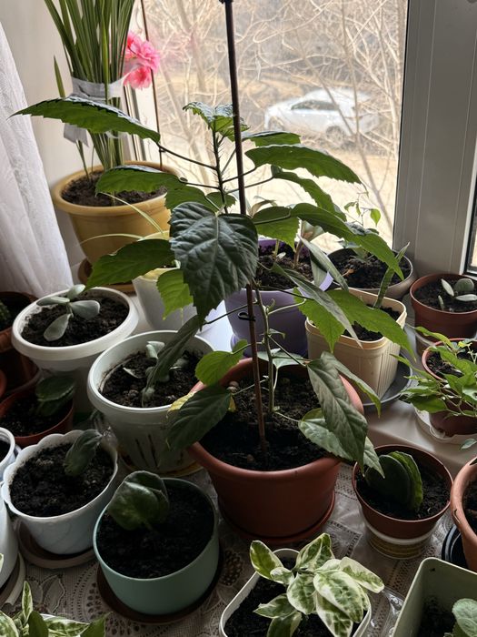 Продам комнатные цветы