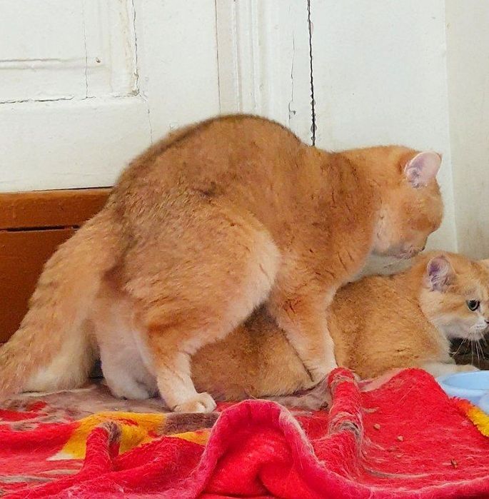 Tozza Shinshila Bri Ny12 Privaznoy Viyaskaga