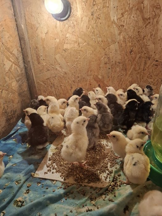 Продам цыплят суточных домашней,породы