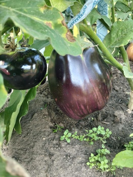 Продам баклажаны очень вкусные