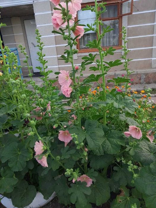 Продам дачу в Дамсе