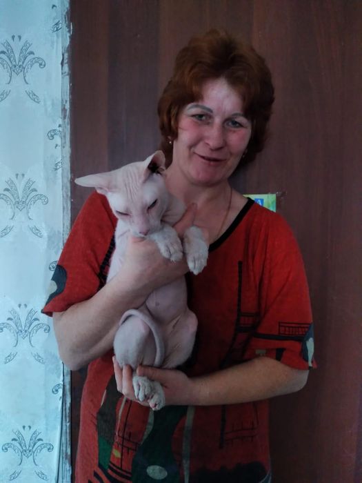 Вязка  кота  сфинкс