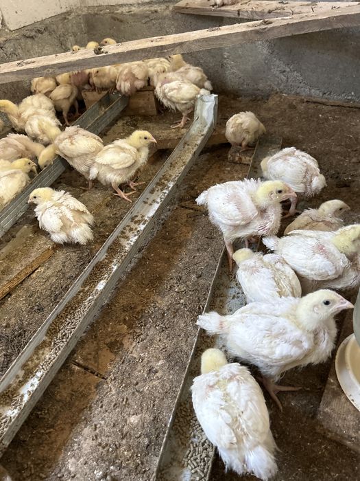 Срочно продам Цыплята бройлерные