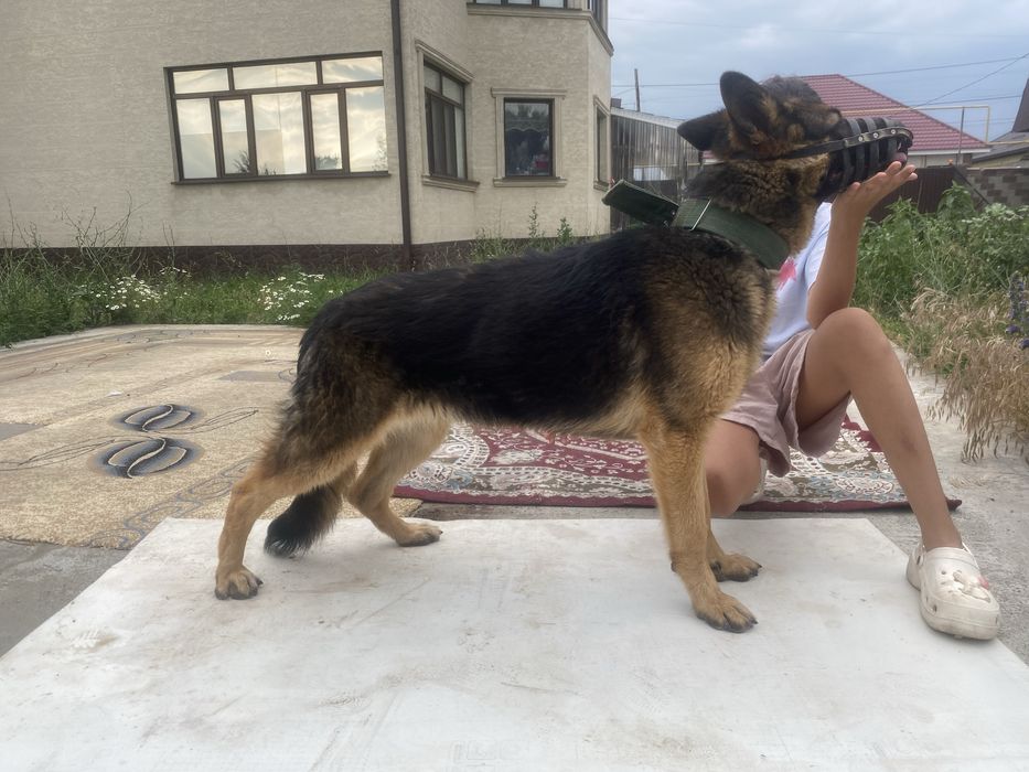 Продам немецкую овчарку
