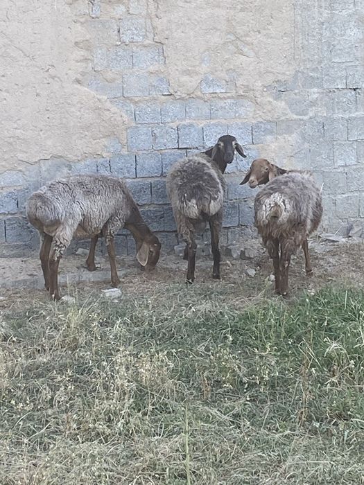 Qõylar sotiladi !