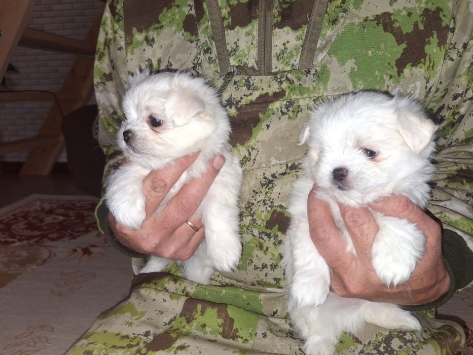 Продам Мальтезе