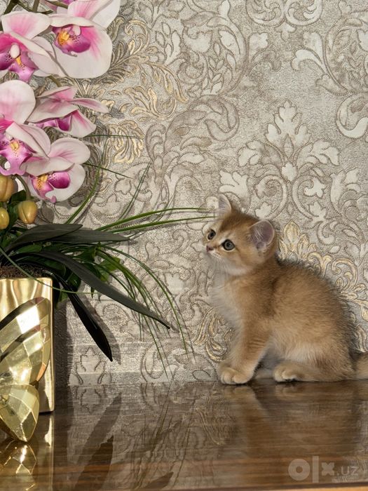 Котята породистые (скоттиш фолд и страйт)