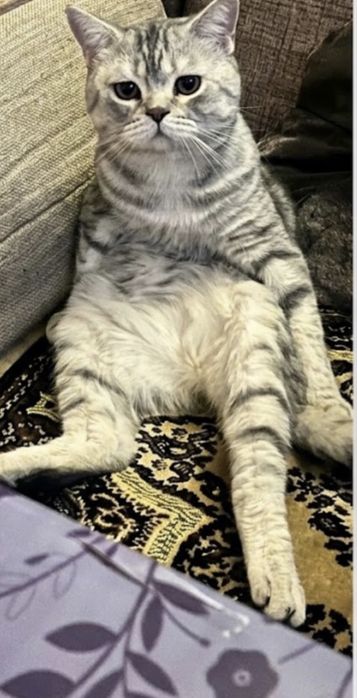 Котята шотландцы