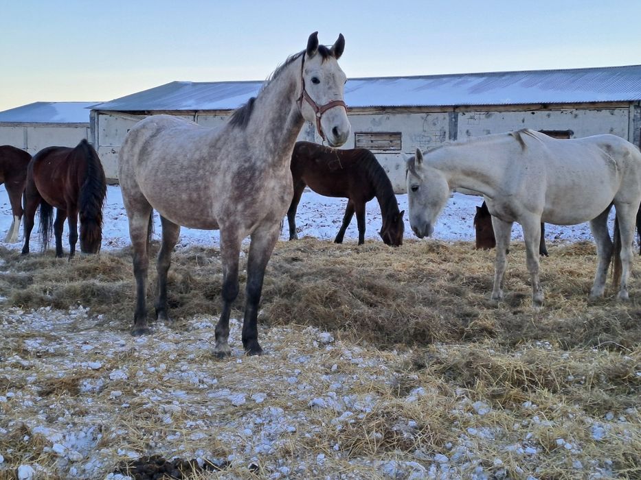 Кобыла орловская орловский рысак жеребец бие байтал жеребёнок
