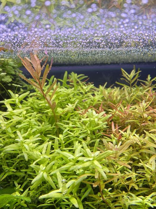 Аквариумные растения (Rotala H'Ra Ludwigia repens) и улитки