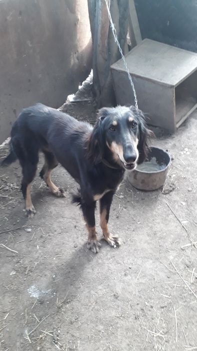 Вязка Тазы 1,5 годовадый