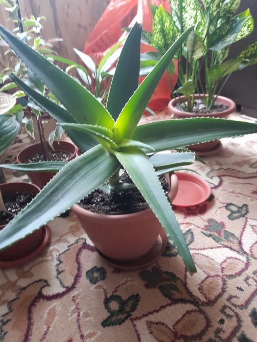 Алоэ вера растение