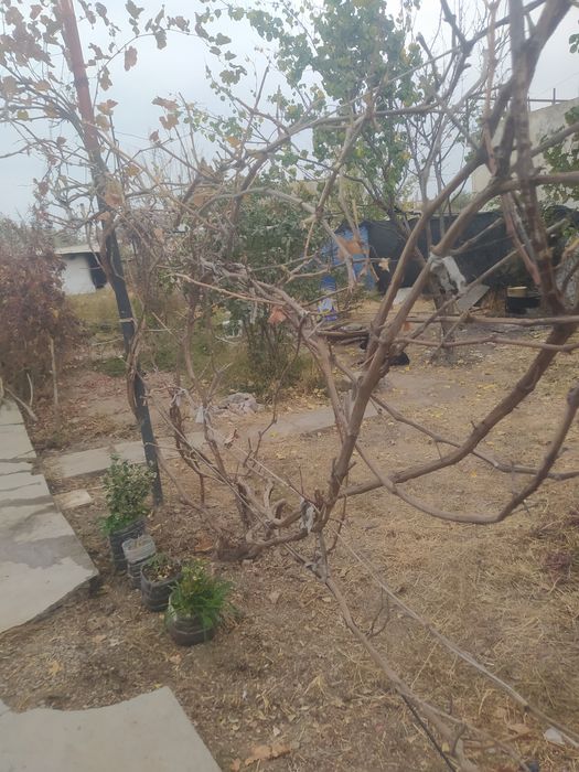 Продам 3 сотки земли под мини ферму выход на поля с клевером есть