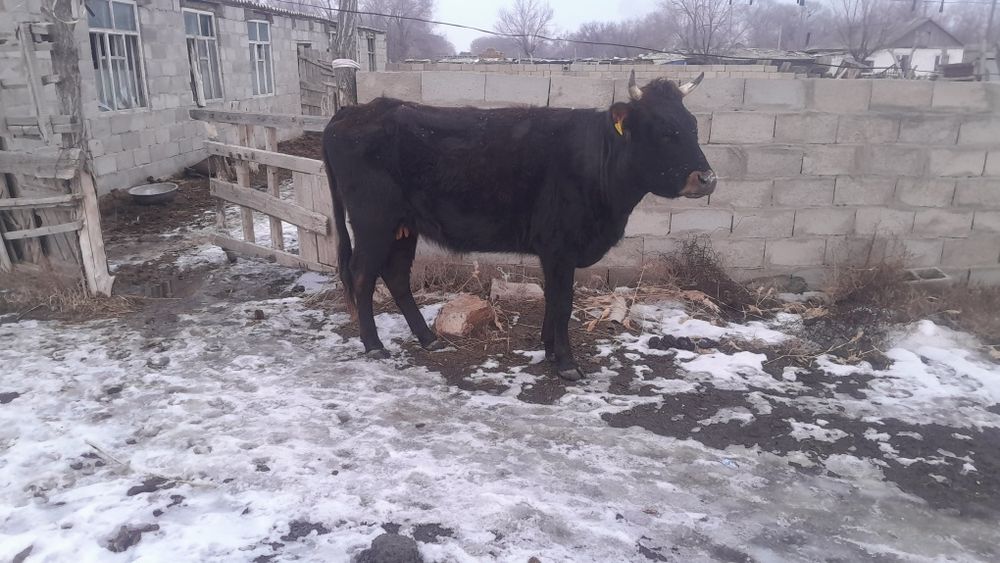 Сиыр сатылады, 4жасар