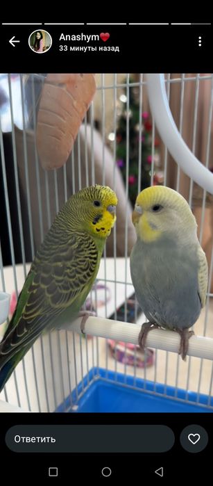 Продам попугая 5500