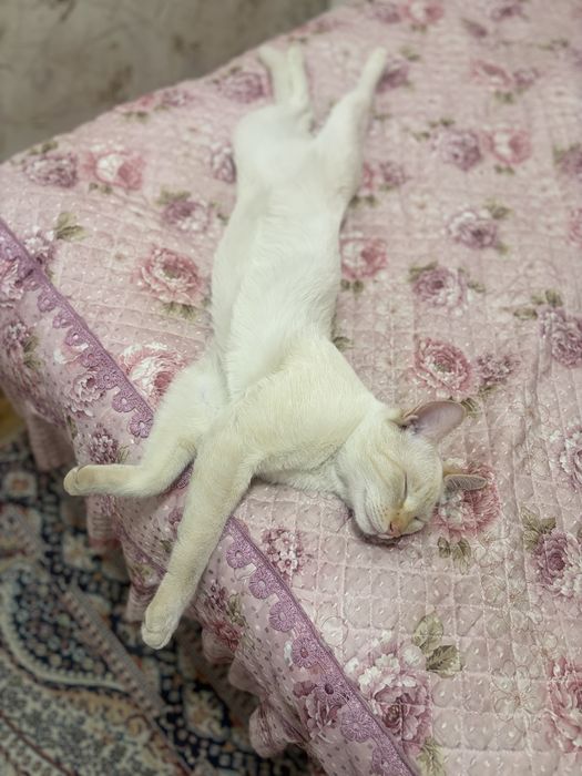 Кошка. Котенок.